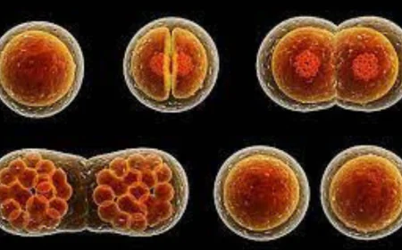 কোষ বিভাজন কাকে বলে