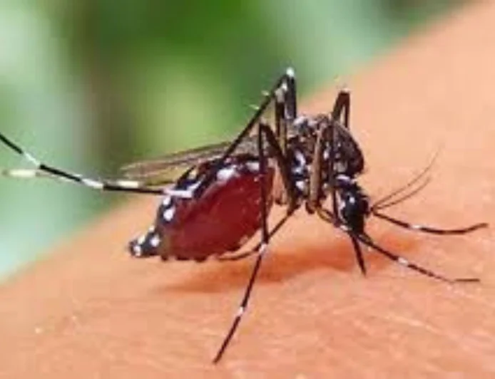 ডেঙ্গু জ্বরের লক্ষণ