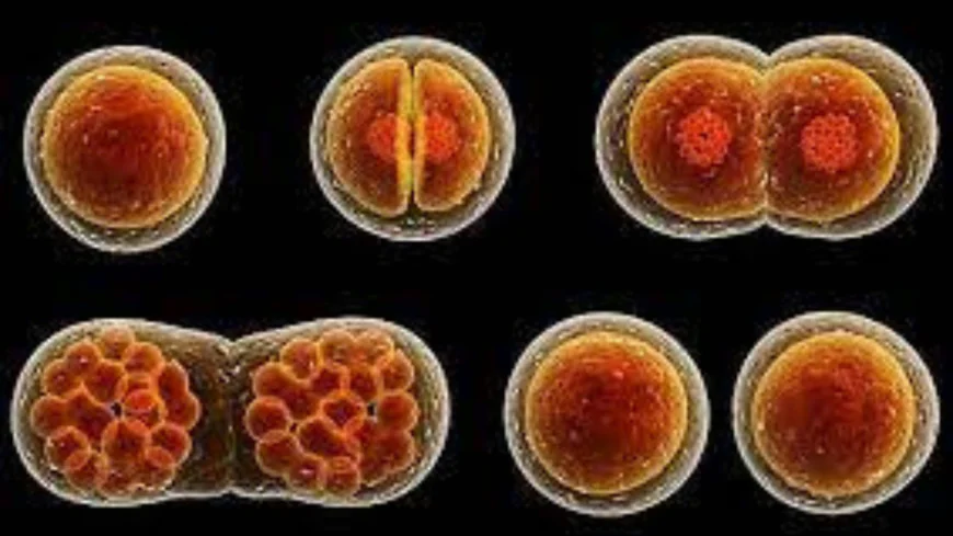 কোষ বিভাজন কাকে বলে