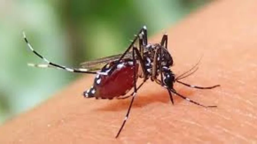 ডেঙ্গু জ্বরের লক্ষণ