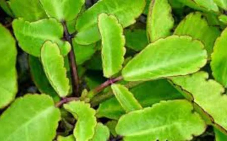 পাথর কুচি পাতার উপকারিতা জানুন বিস্তারিত