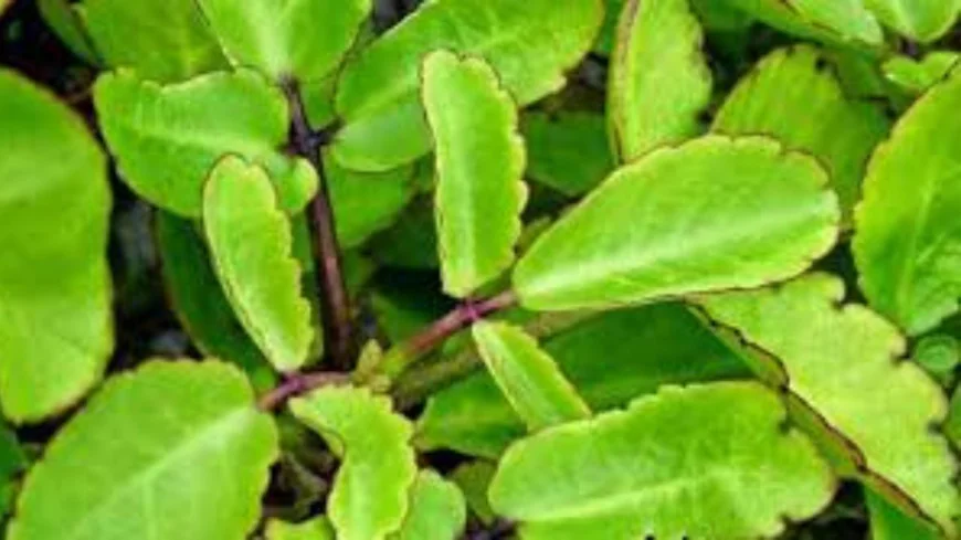পাথর কুচি পাতার উপকারিতা জানুন বিস্তারিত