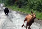 Pickup Truck Moose Bear Encounter