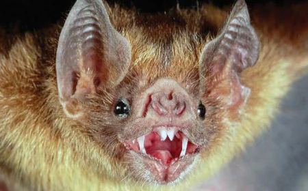 Rabies Bats: Health Experts Warn After Recent Bat-Related Rabies Cases