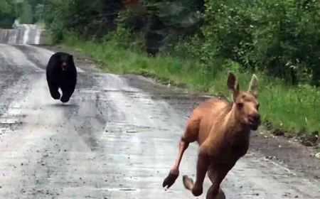 Pickup Truck Moose Bear Encounter