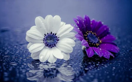 ফুল নিয়ে ক্যাপশন