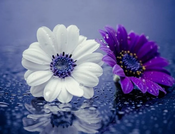 ফুল নিয়ে ক্যাপশন