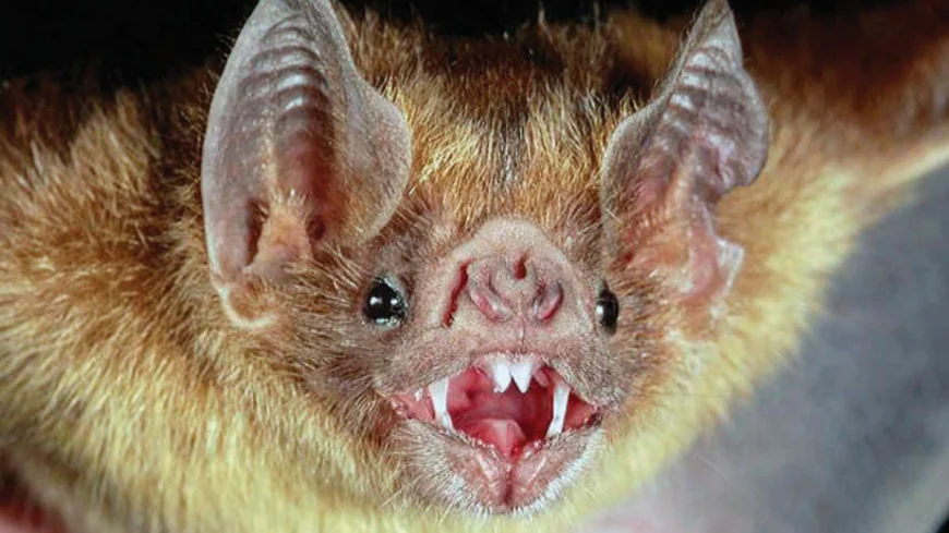 Rabies Bats: Health Experts Warn After Recent Bat-Related Rabies Cases