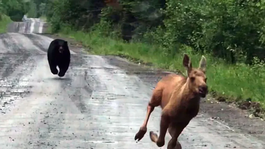 Pickup Truck Moose Bear Encounter